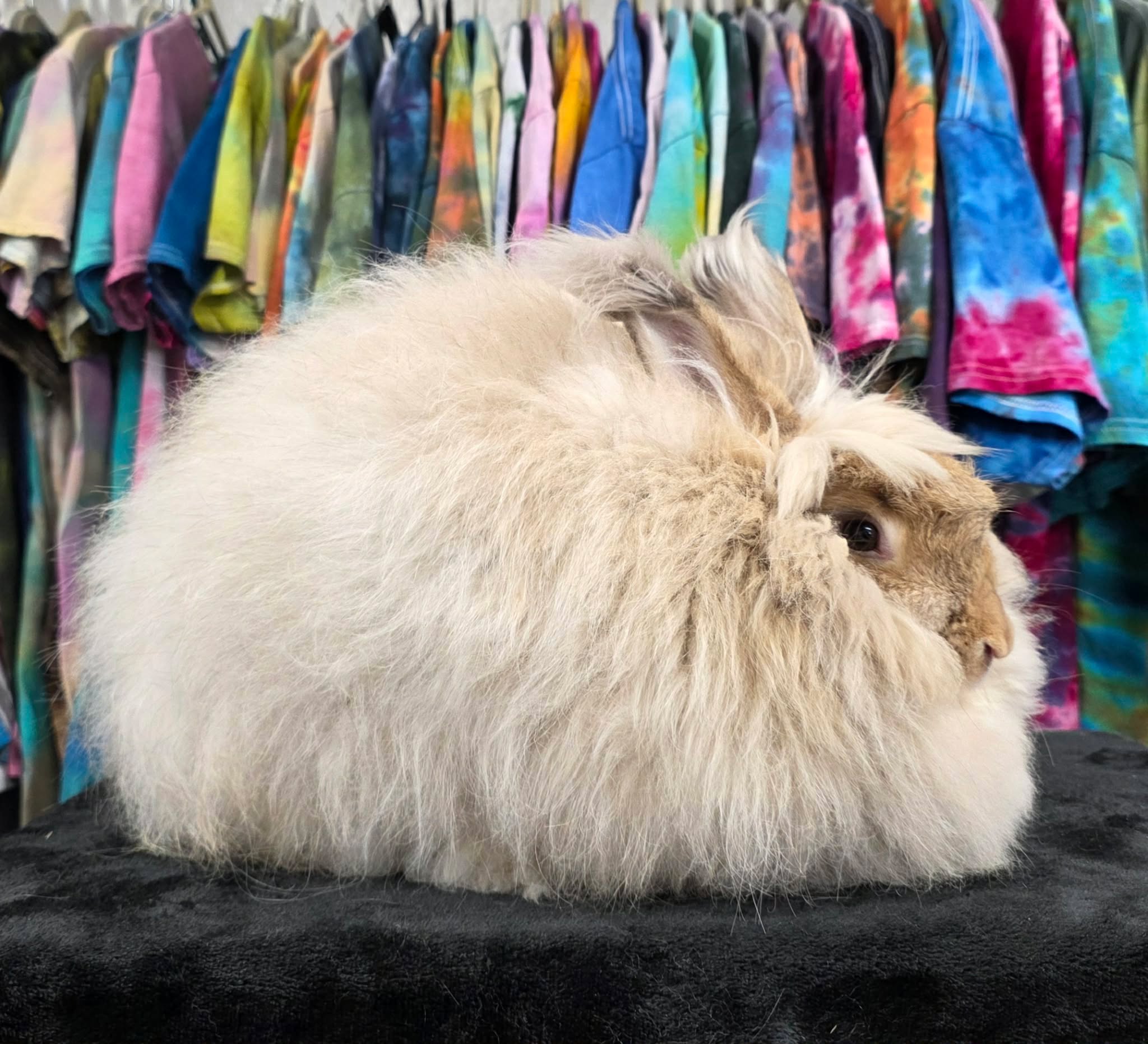 Chestnut Giant Angora Rabbit Breeders